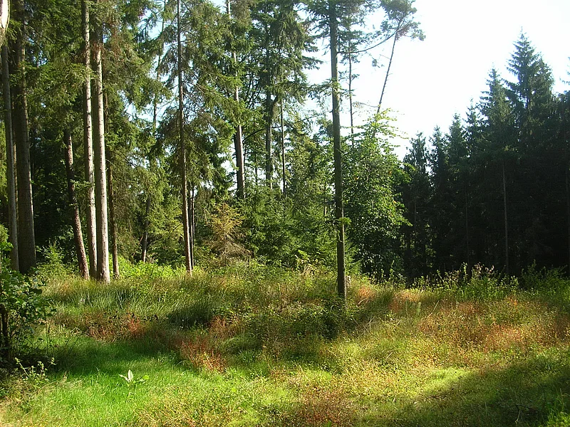 Sonnige Waldlichtung mit jungen Bäumen und hohen Nadelbäumen am Rand.
