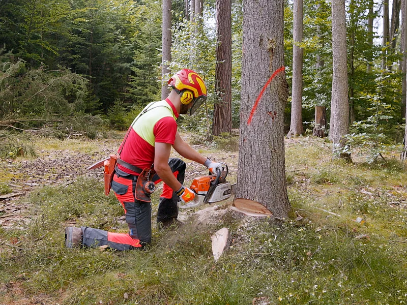 Forstarbeiter mit Helm und Schutzkleidung setzt eine Motorsäge an einem stehenden Baum an.