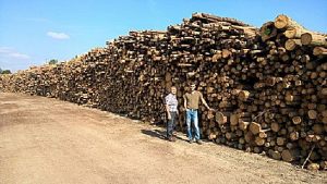 Brennholzlager